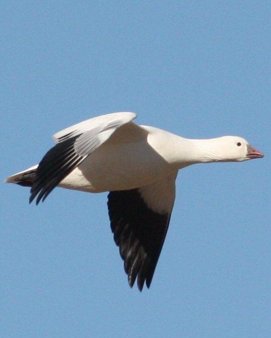 Ross's Goose Photo by Andrew Core
