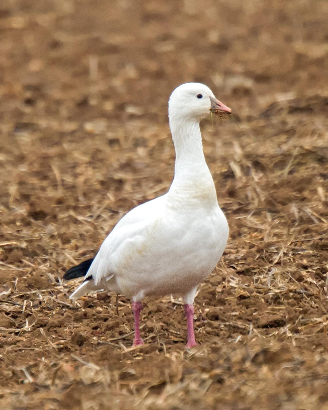 Ross's Goose Photo by JC Knoll