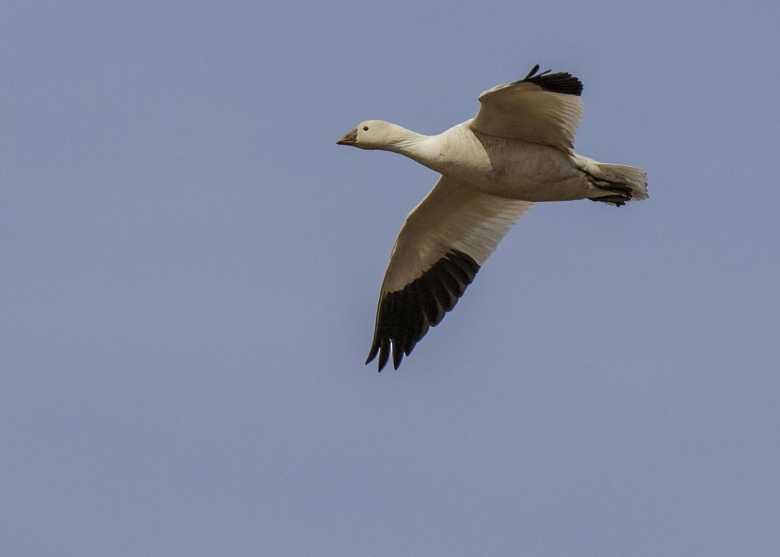 Ross's Goose Photo by Mason Rose