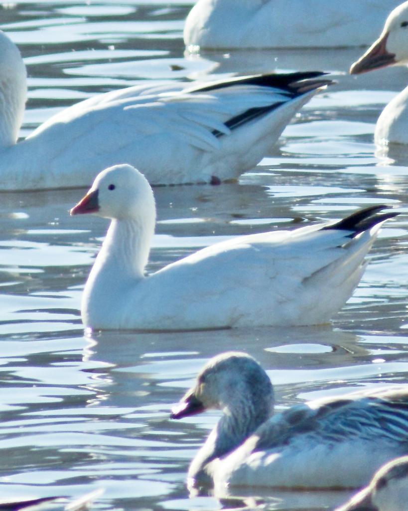 Ross's Goose Photo by Rob Dickerson