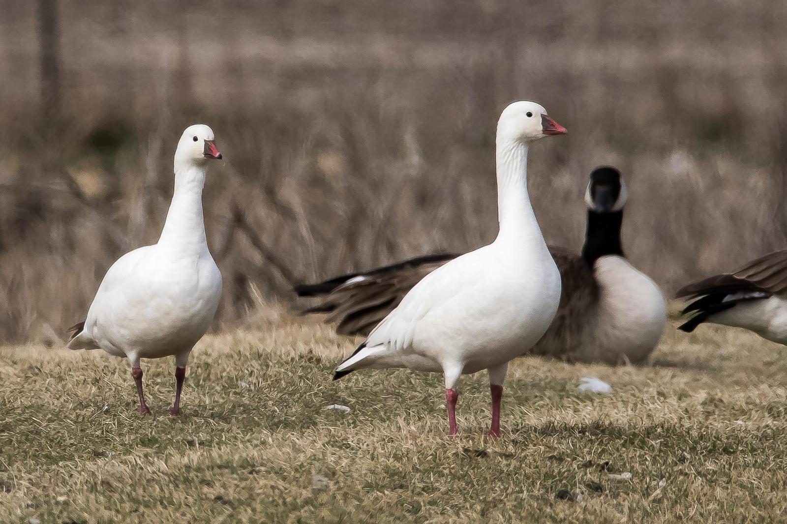 Ross's Goose Photo by Gerald Hoekstra