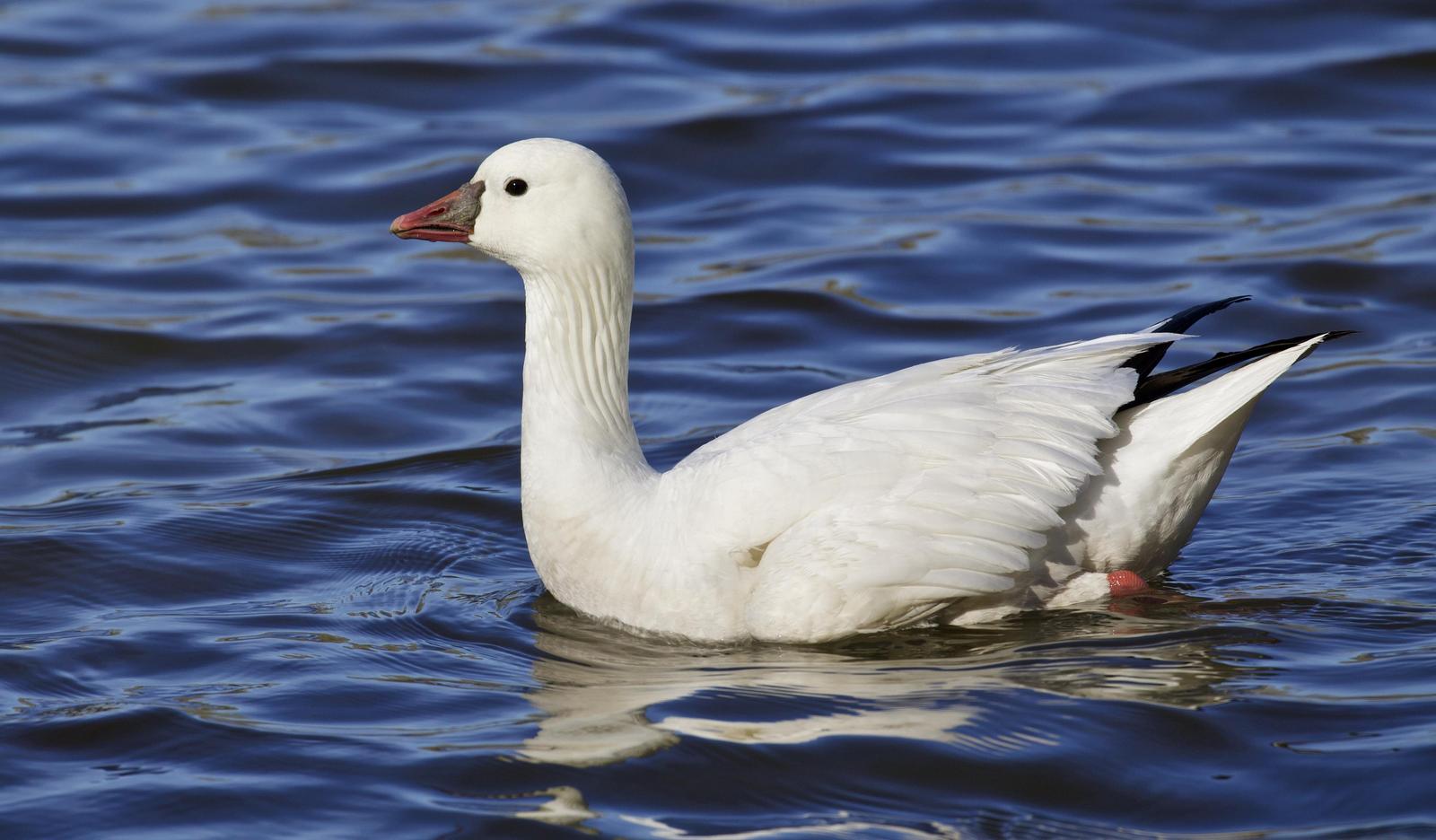 Ross's Goose Photo by  