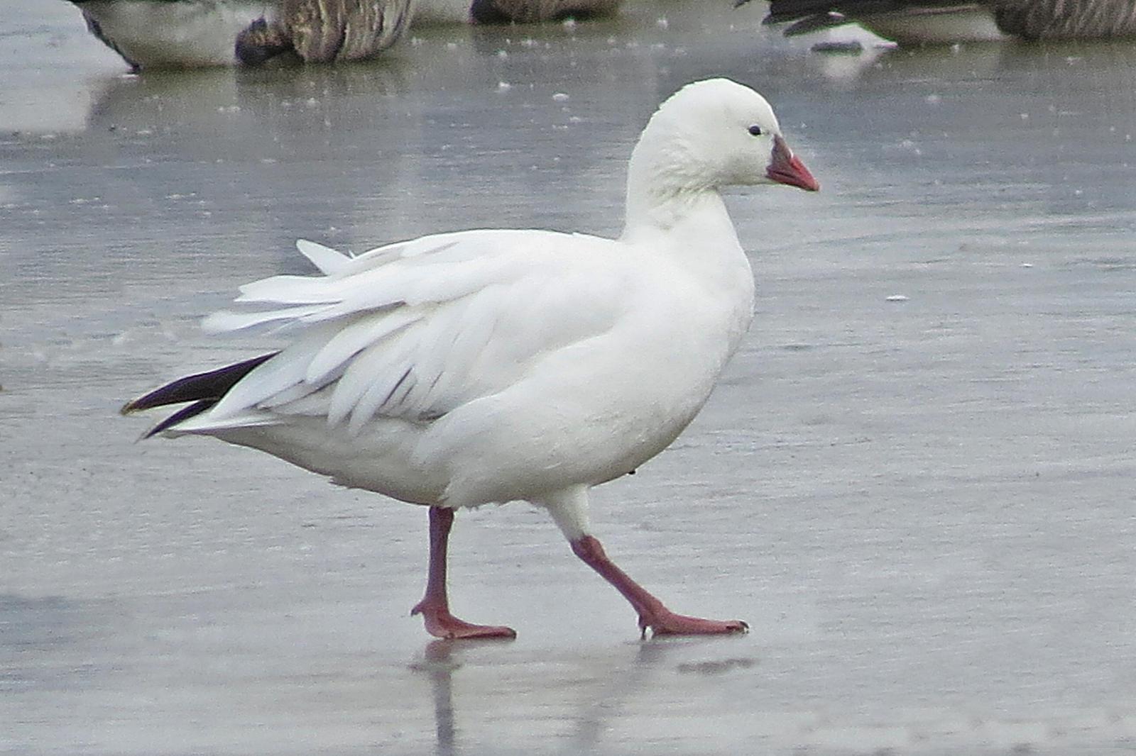 Ross's Goose Photo by Enid Bachman