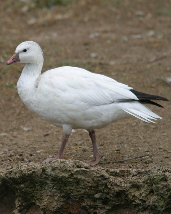 Ross's Goose Photo by Monte Taylor