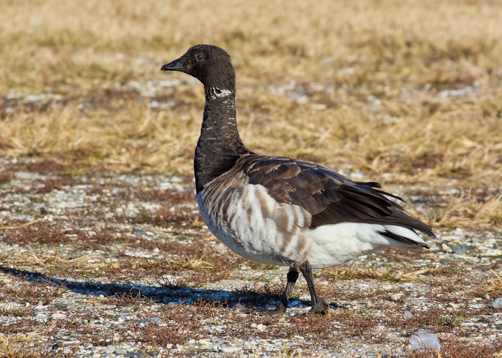 Brant Photo by Michael Moore