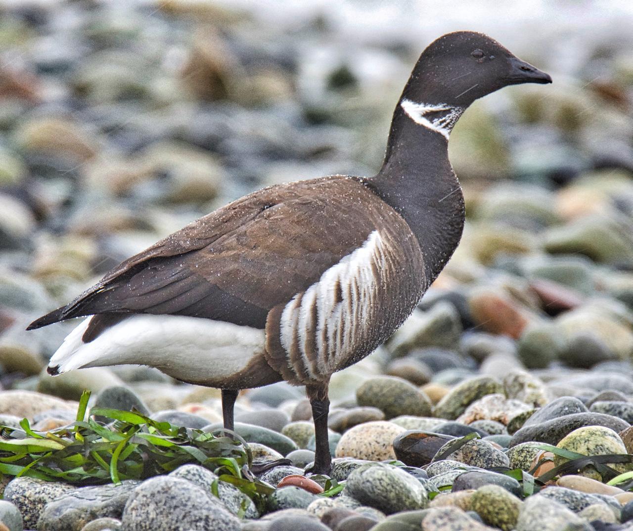 Brant (Black) Photo by Brian Avent
