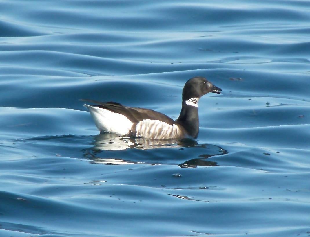 Brant (Black) Photo by Brian Avent