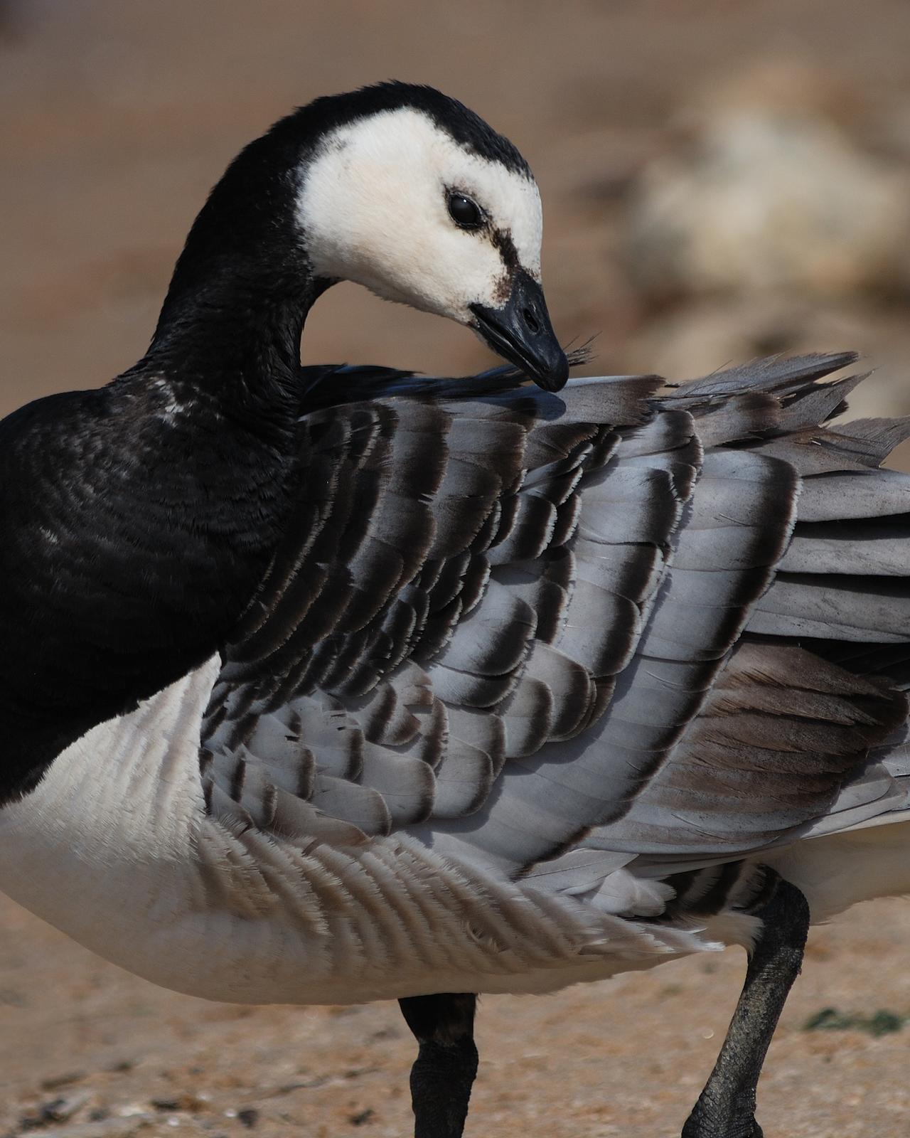 Barnacle Goose Photo by Mark Blassage