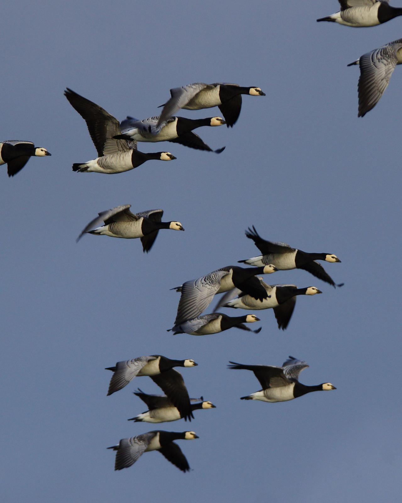 Barnacle Goose Photo by Steve Percival