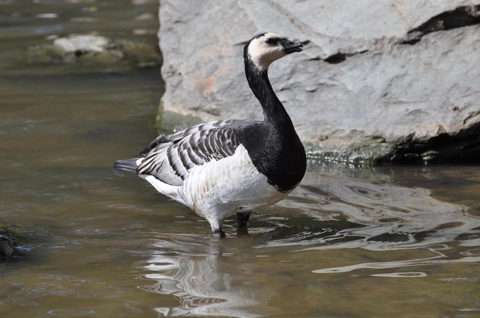 Barnacle Goose Photo by Ashley Grubstein