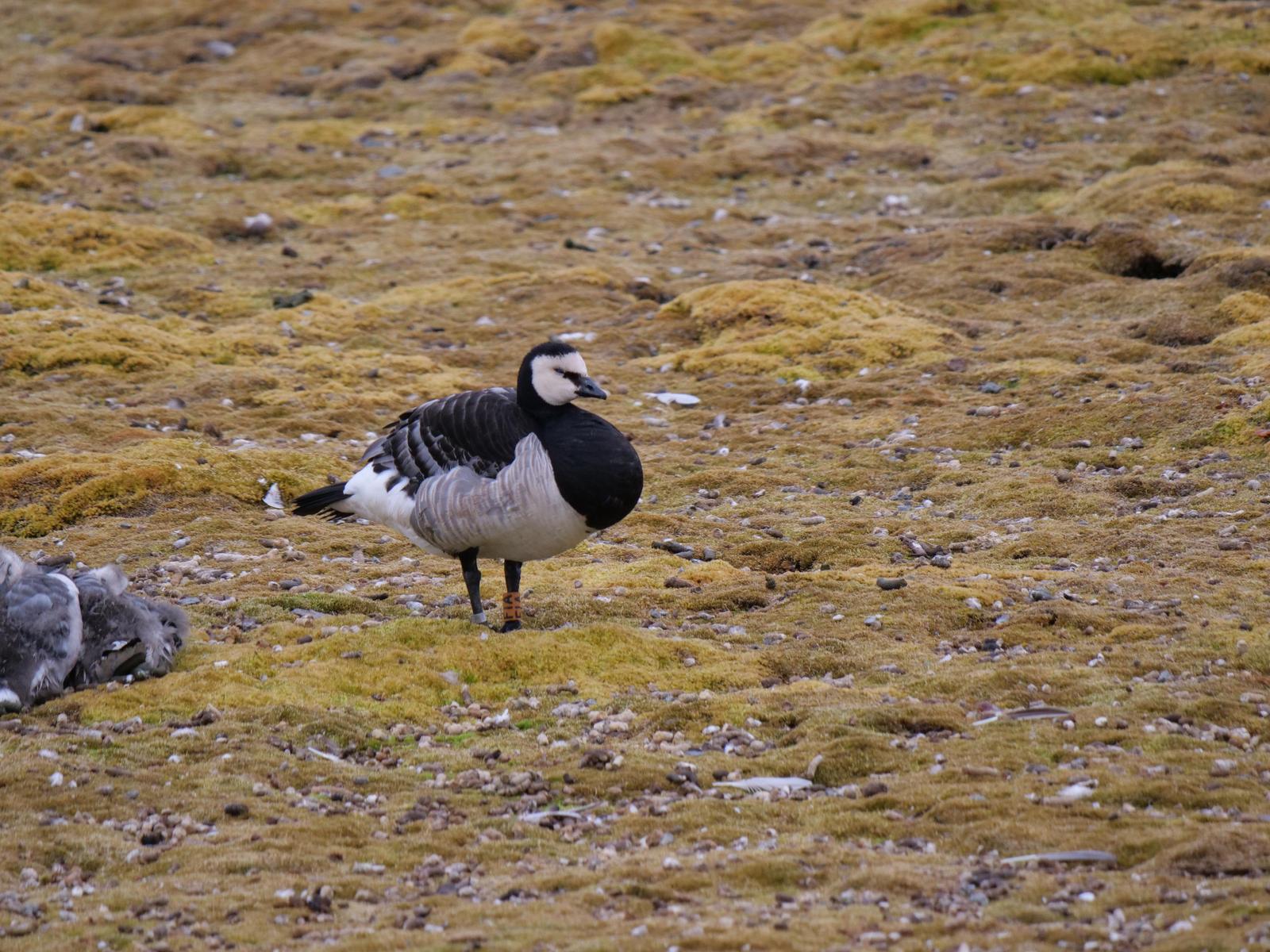 Barnacle Goose Photo by Peter Lowe