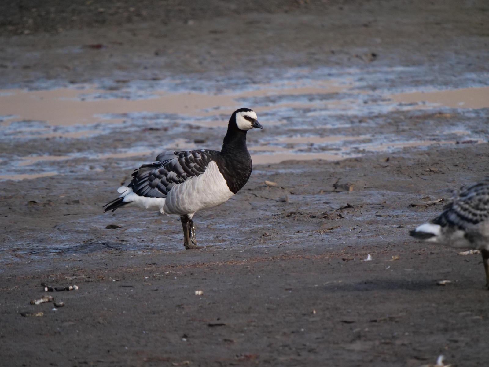Barnacle Goose Photo by Peter Lowe