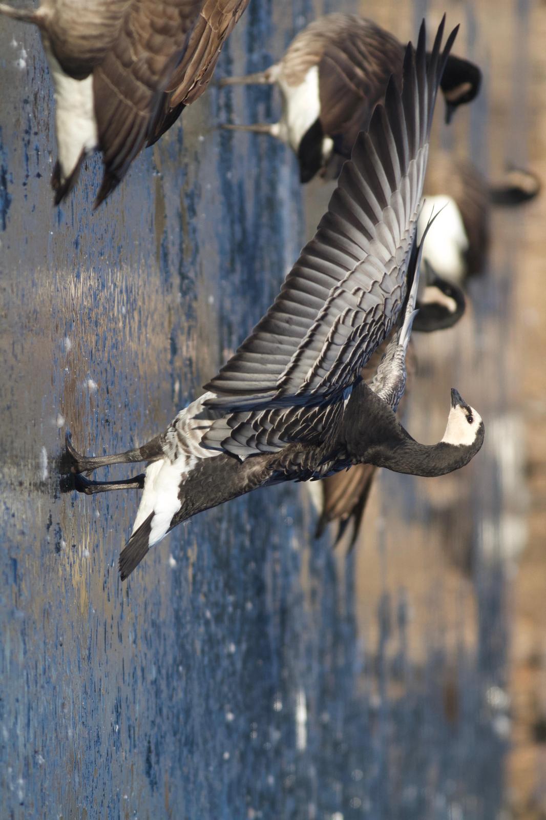 Barnacle Goose Photo by Mike Lyman