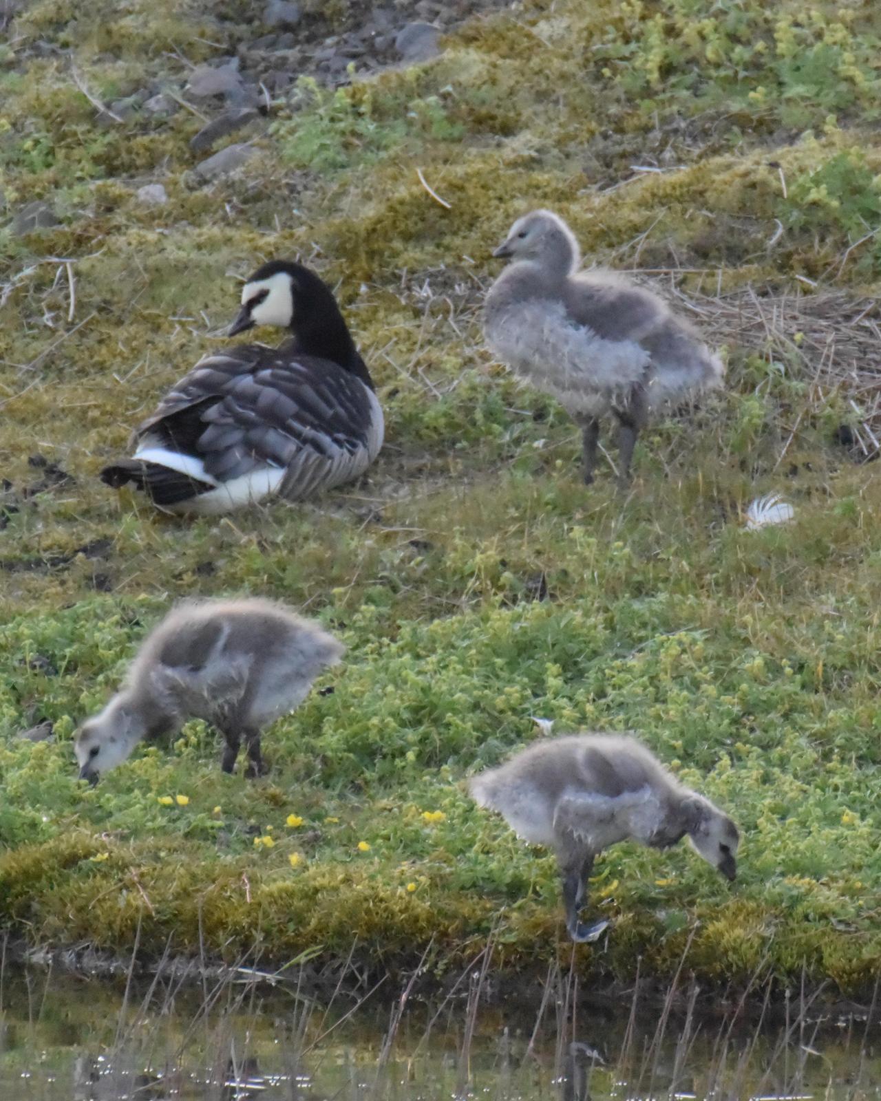 Barnacle Goose Photo by Emily Percival