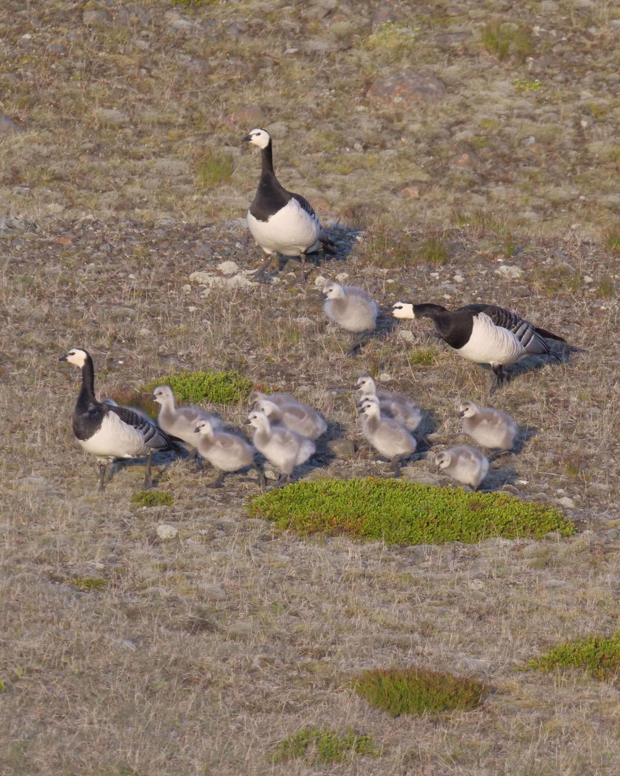 Barnacle Goose Photo by Steve Percival