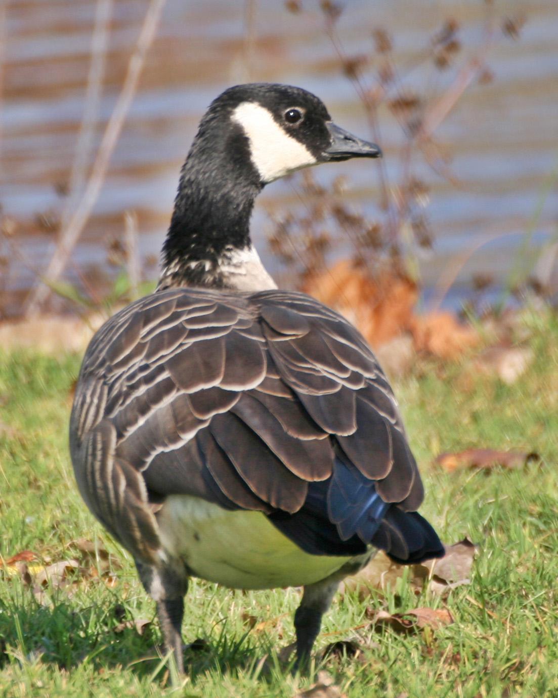 Cackling Goose Photo by Andrew Theus