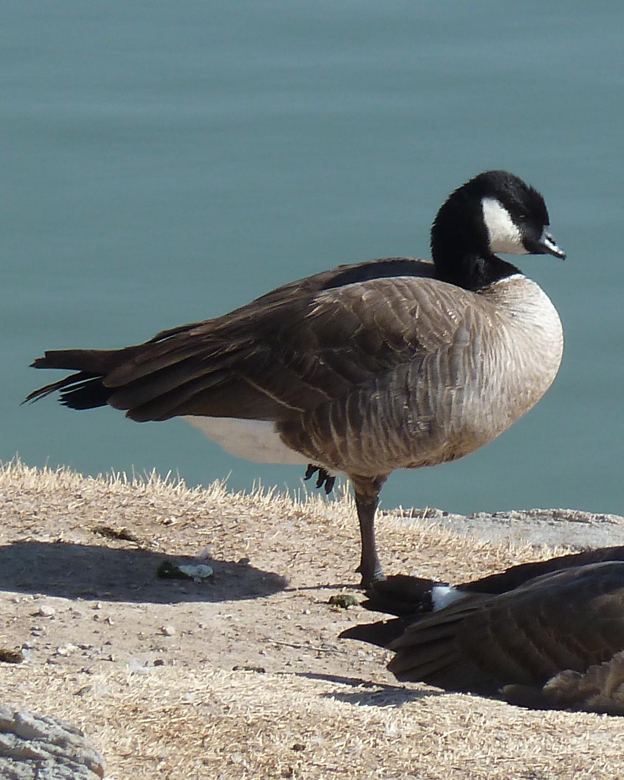 Cackling Goose Photo by Dan Belcher