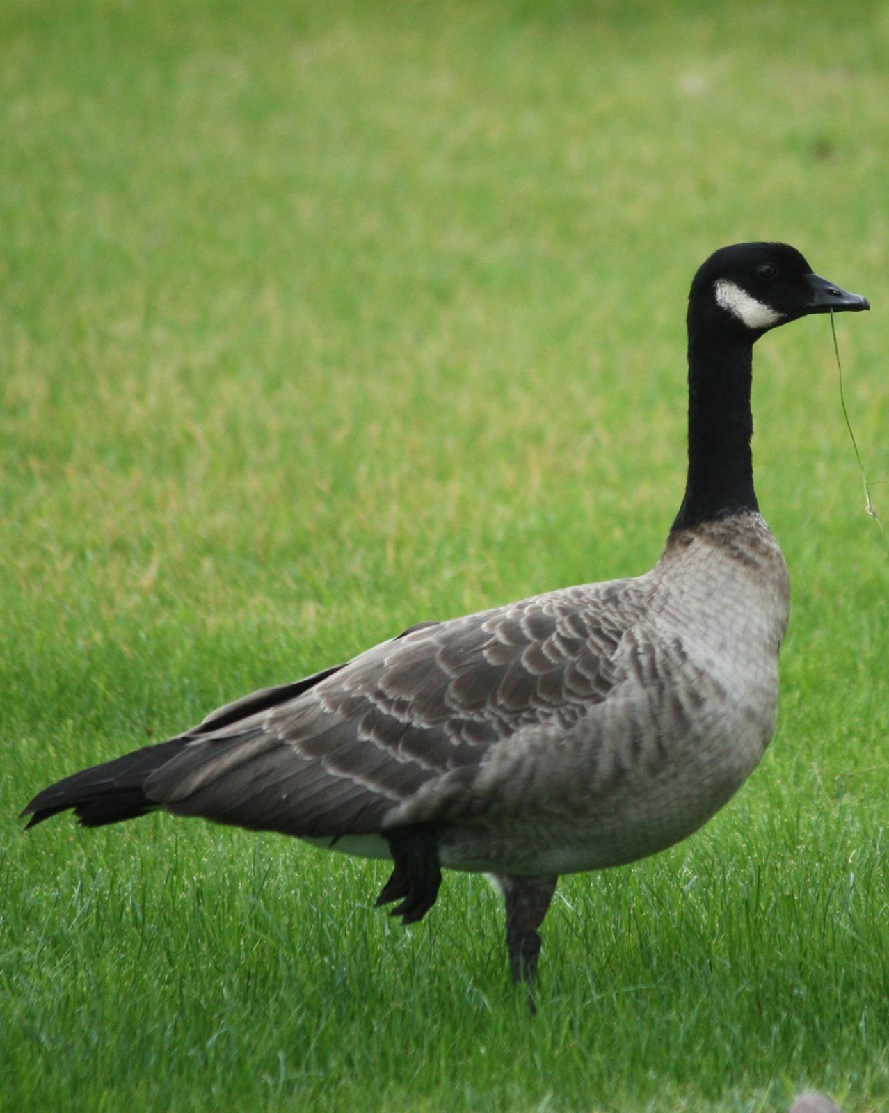 Cackling Goose Photo by Andrew Core
