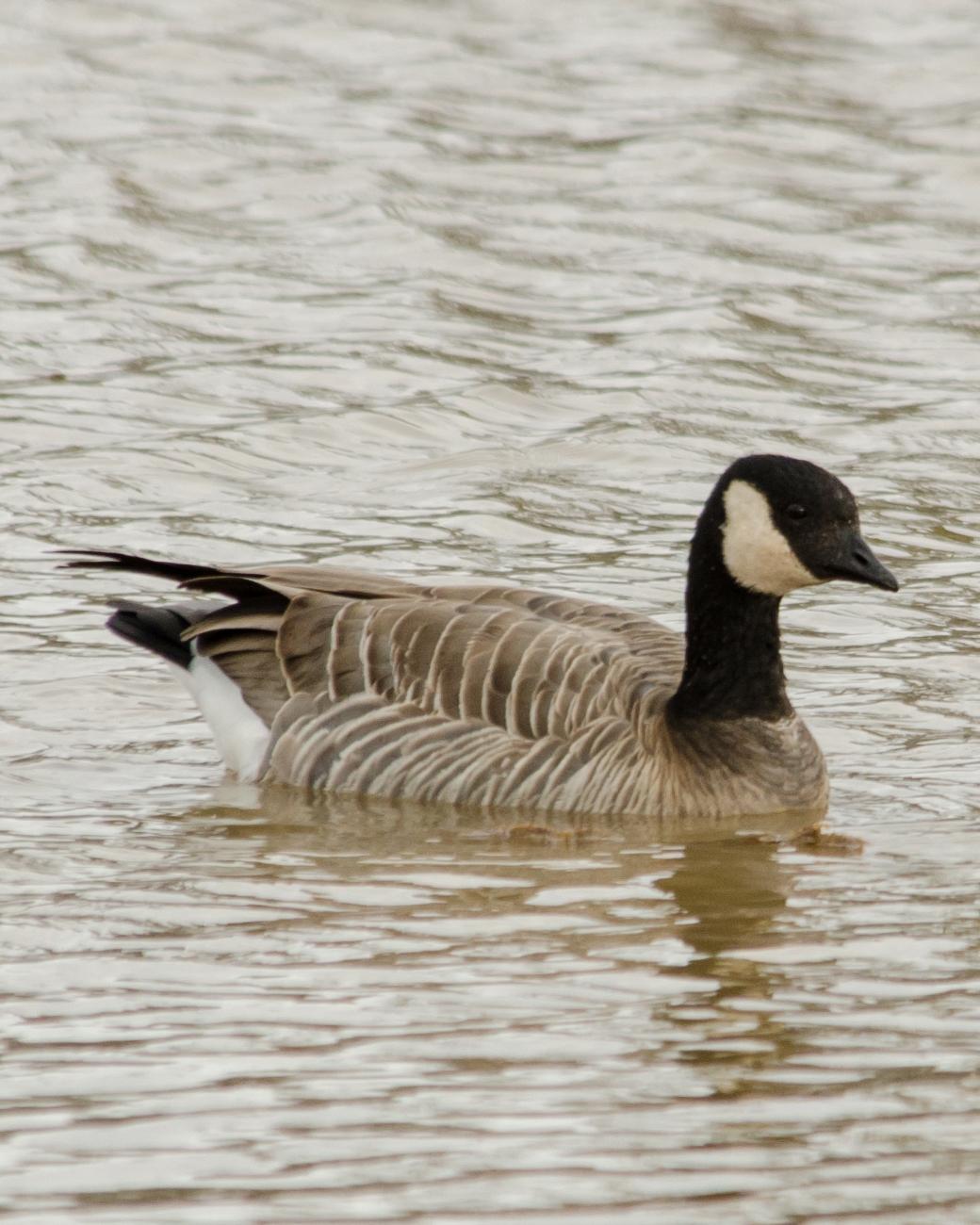 Cackling Goose Photo by Susie Nishio