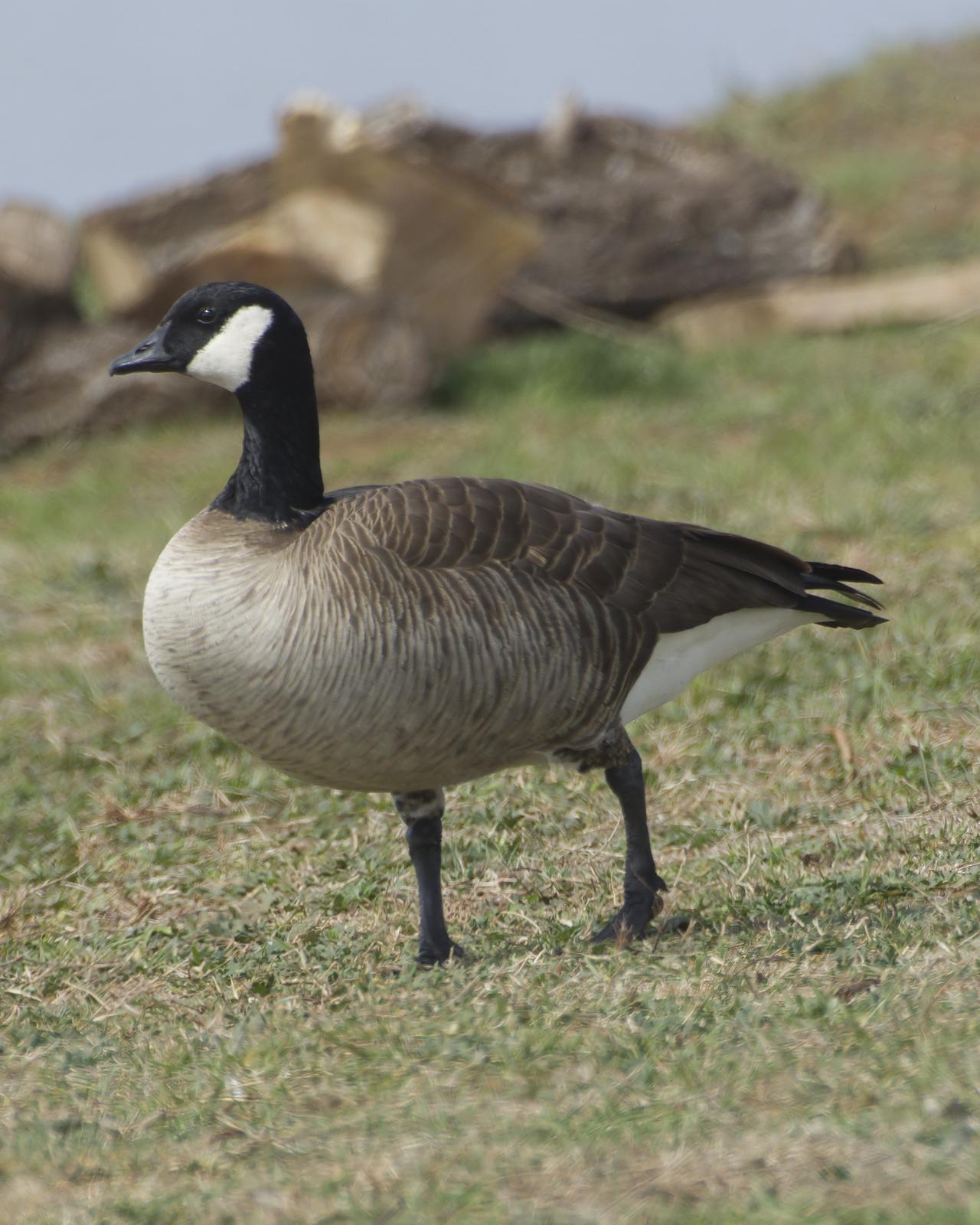 Cackling Goose Photo by Bill Adams