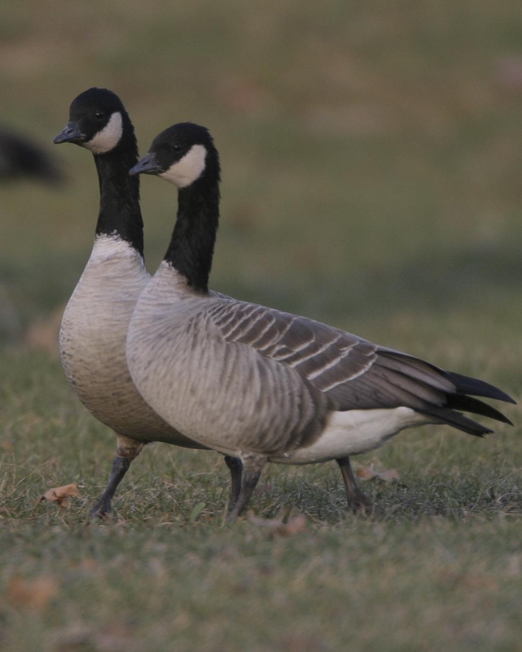 Cackling Goose Photo by Jeff Moore