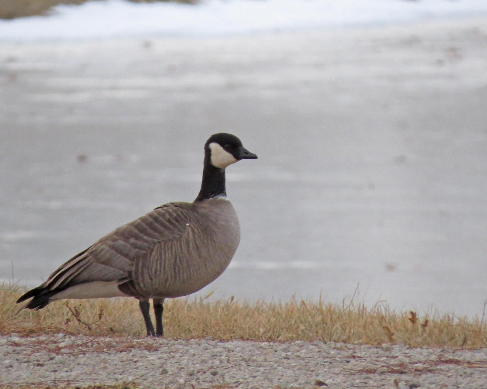 Cackling Goose Photo by Kelly Preheim