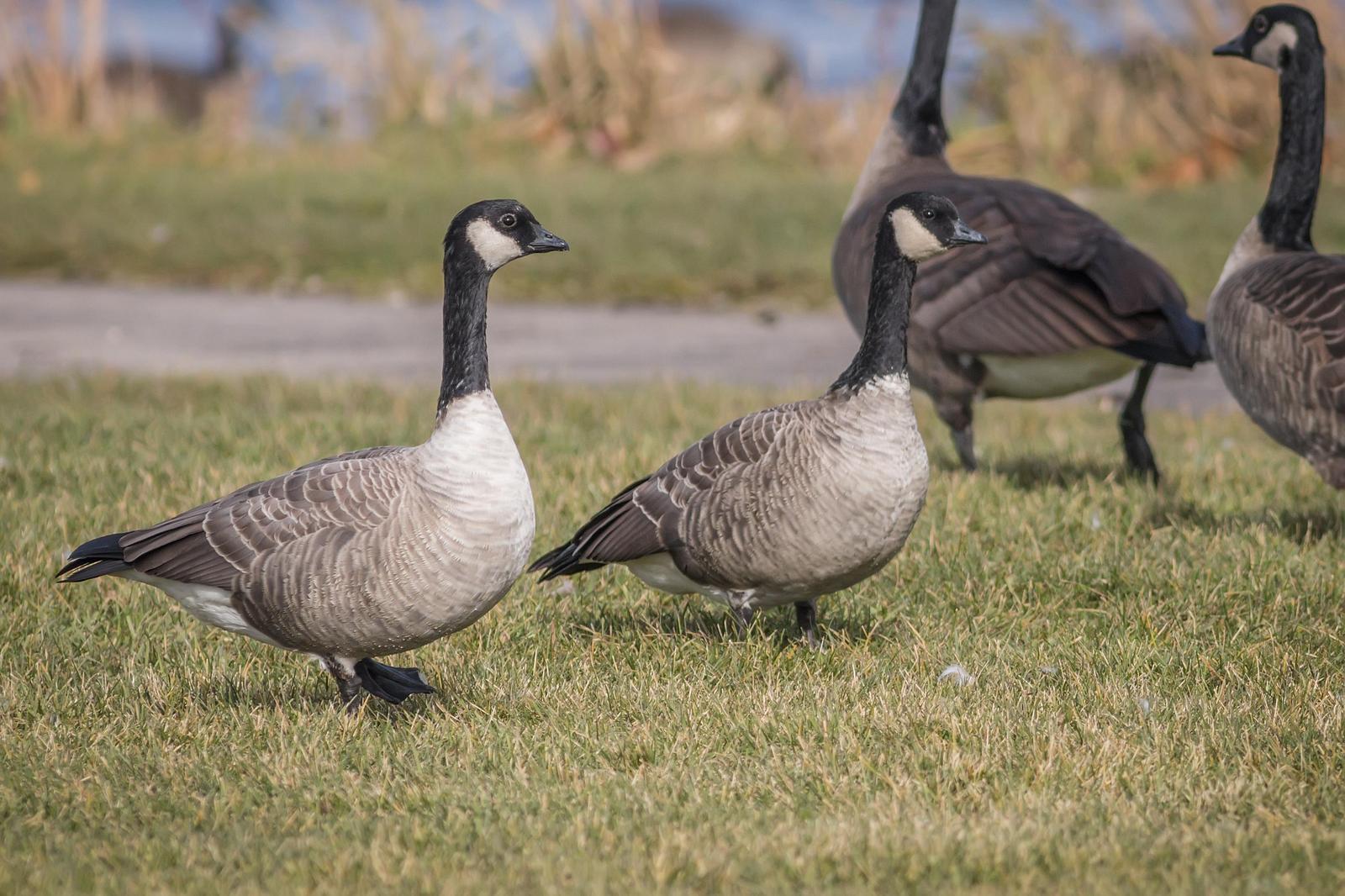 Cackling Goose Photo by Ryan Jones