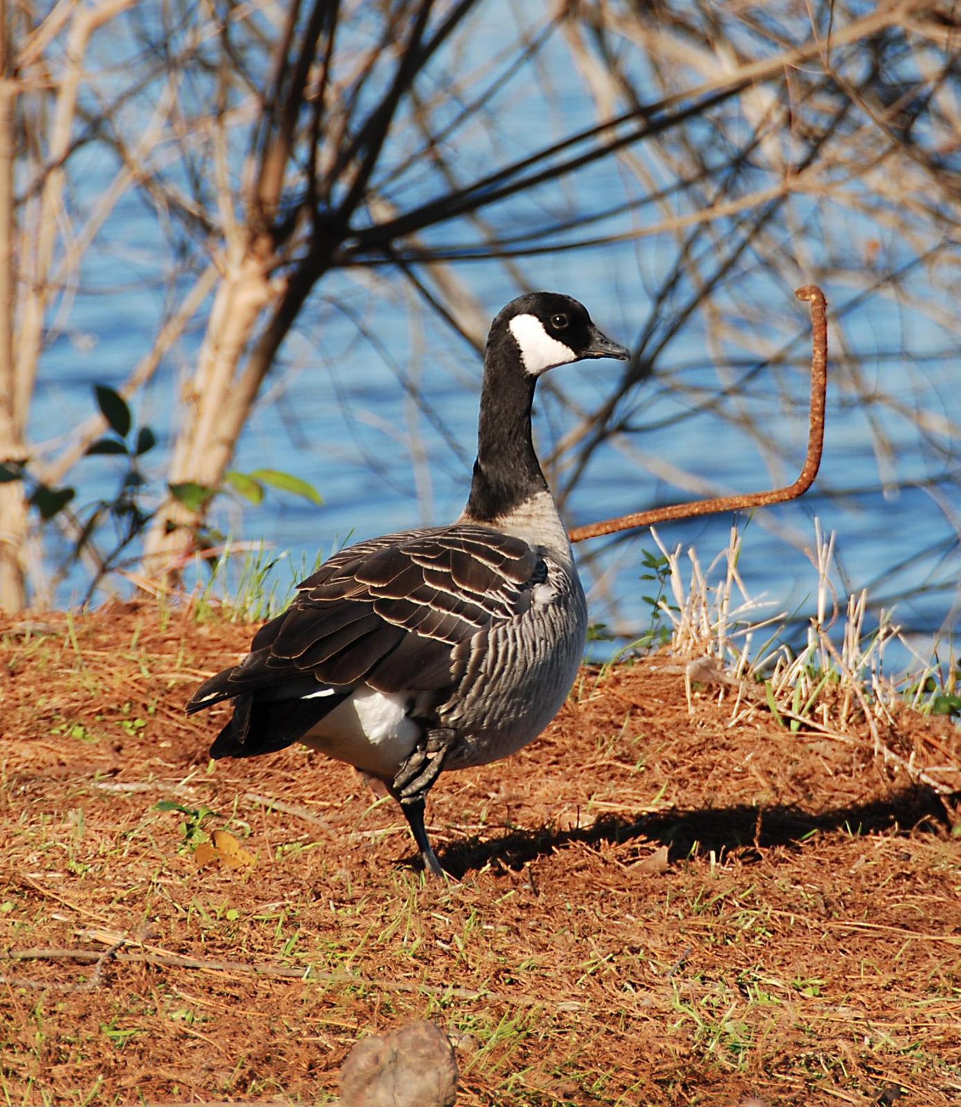 Cackling Goose Photo by Carol Foil