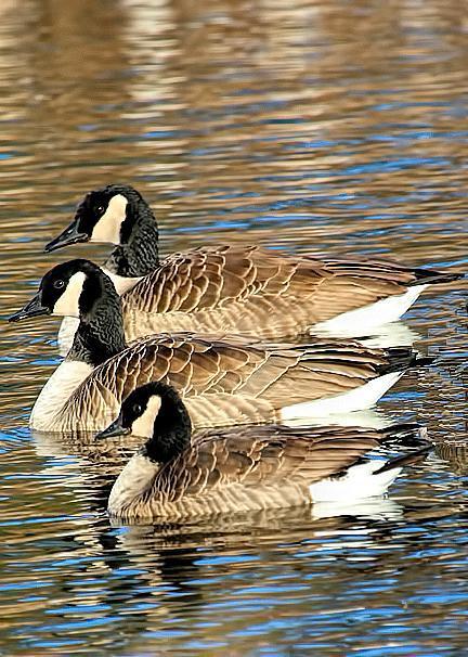 Cackling Goose Photo by Dan Tallman