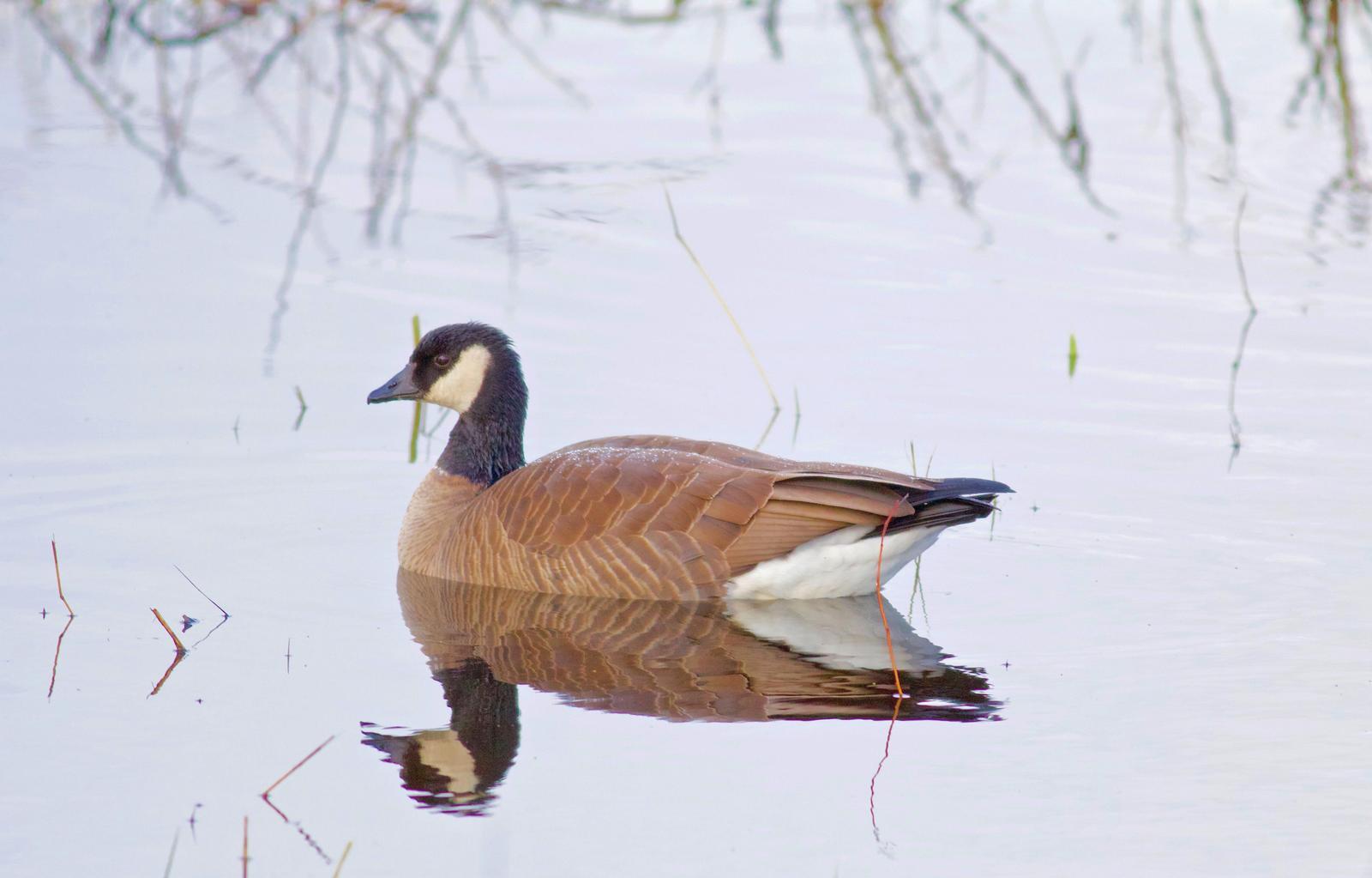 Cackling Goose Photo by Kathryn Keith