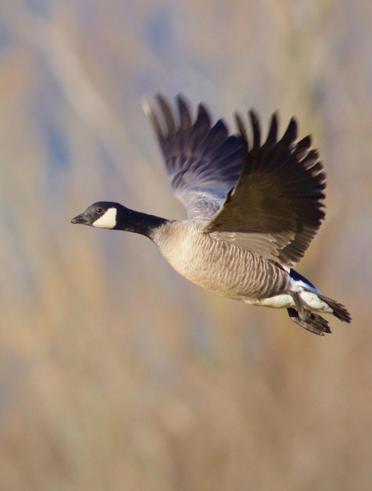 Cackling Goose Photo by Kathryn Keith