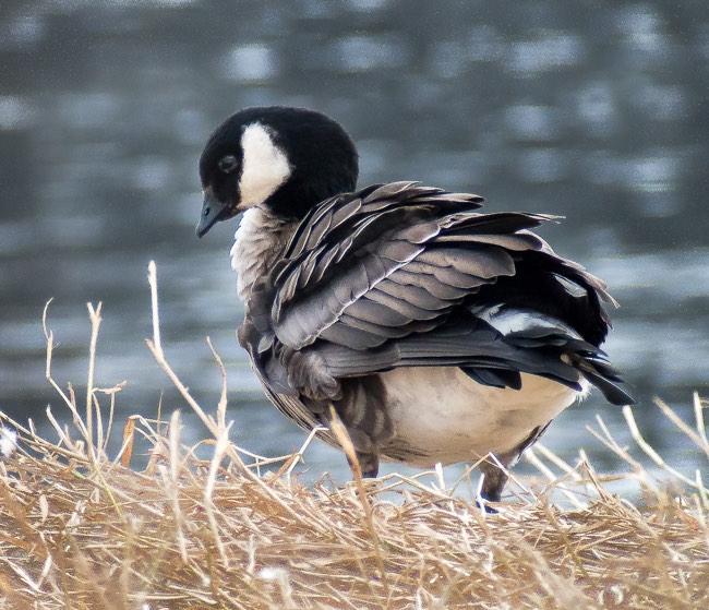 Cackling Goose Photo by Gerald Hoekstra