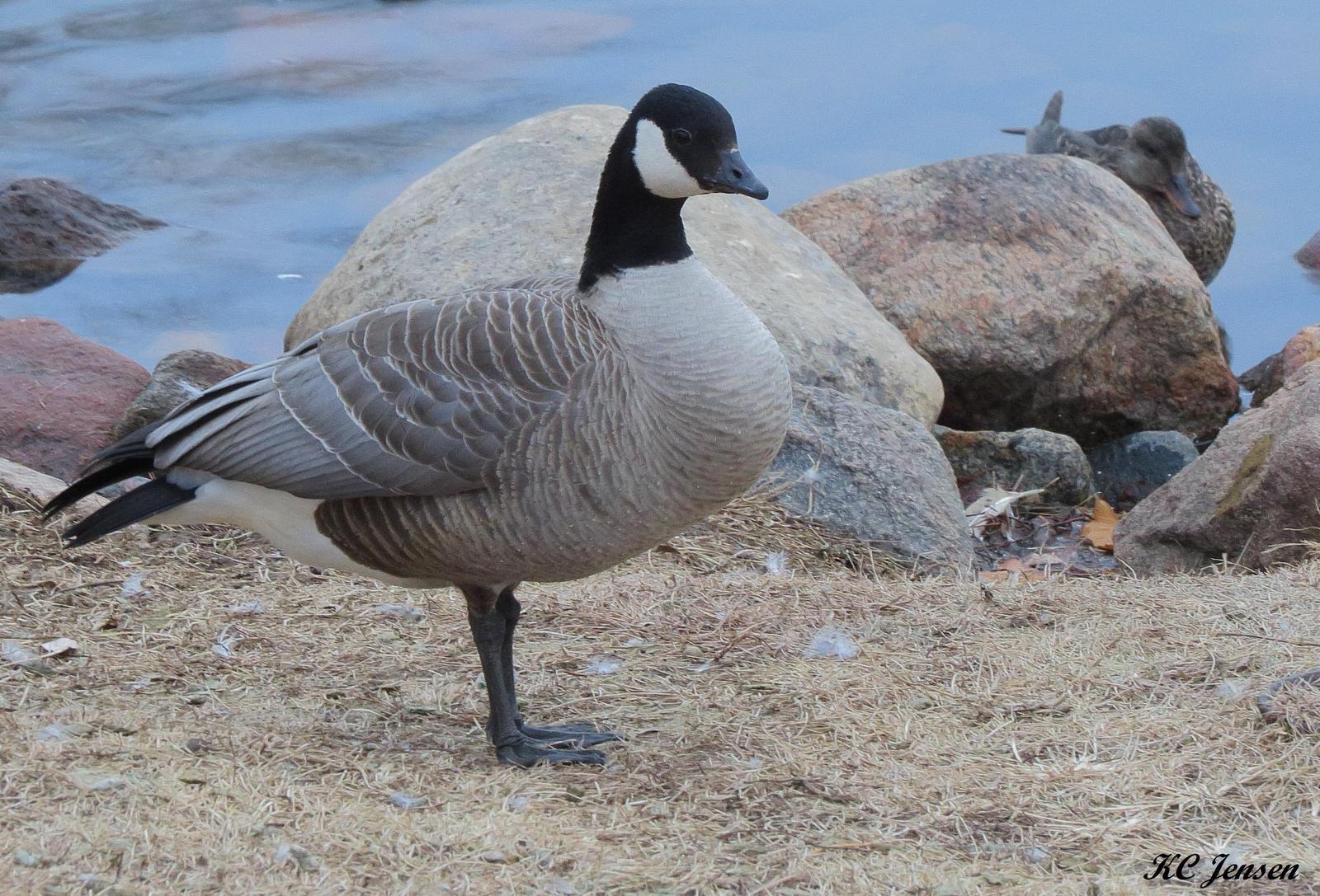Cackling Goose Photo by Kent Jensen
