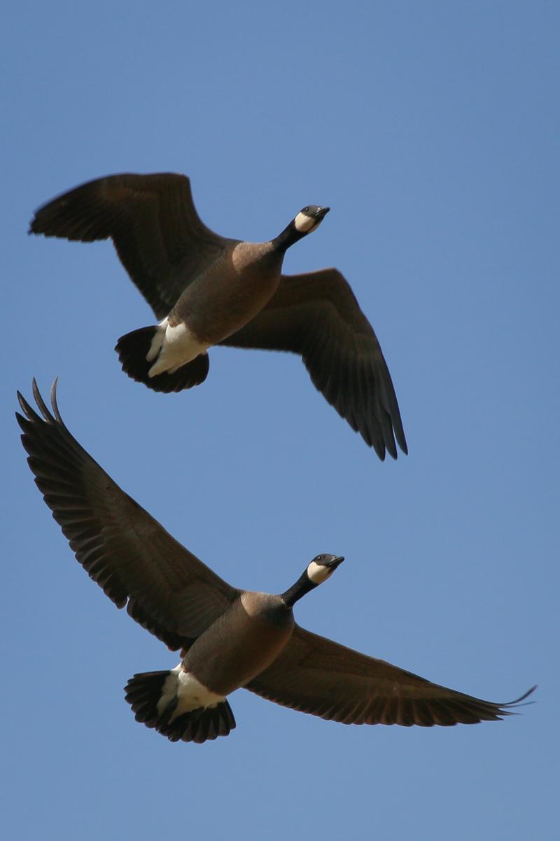 Cackling Goose Photo by Skip Russell
