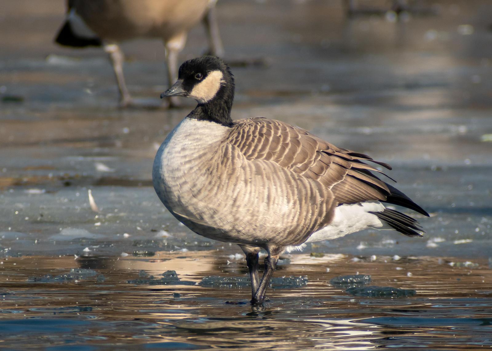 Cackling Goose Photo by Gerald Hoekstra