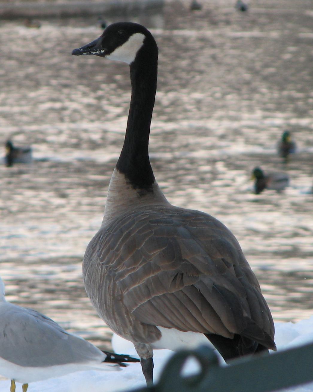 Canada Goose Photo by Anne Terry