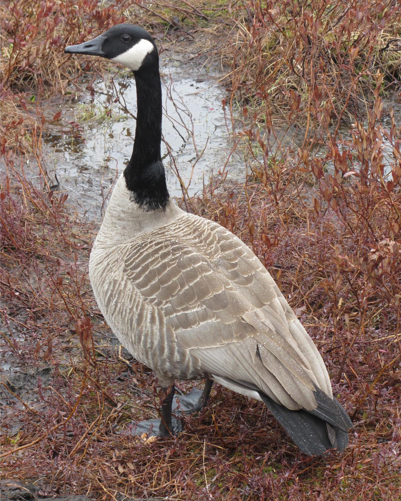 Canada Goose Photo by Sandra Forbes