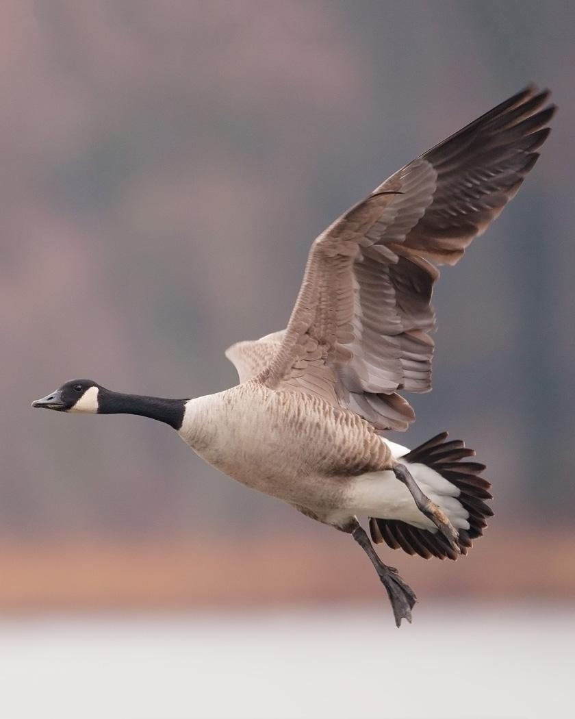 Canada Goose Photo by Josh Haas