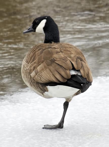 Canada Goose Photo by Dan Tallman