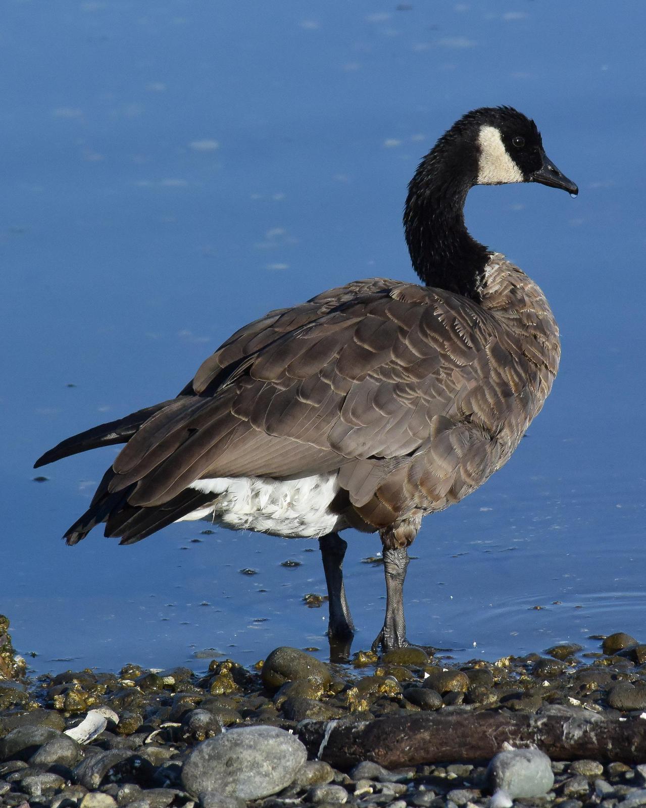Canada Goose Photo by Emily Percival