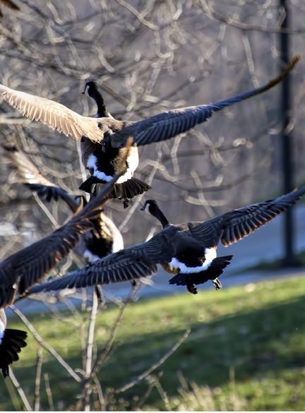Canada Goose Photo by Dan Tallman
