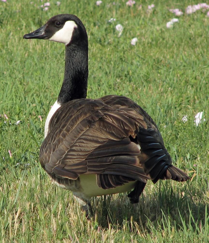 Canada Goose Photo by Tom Gannon