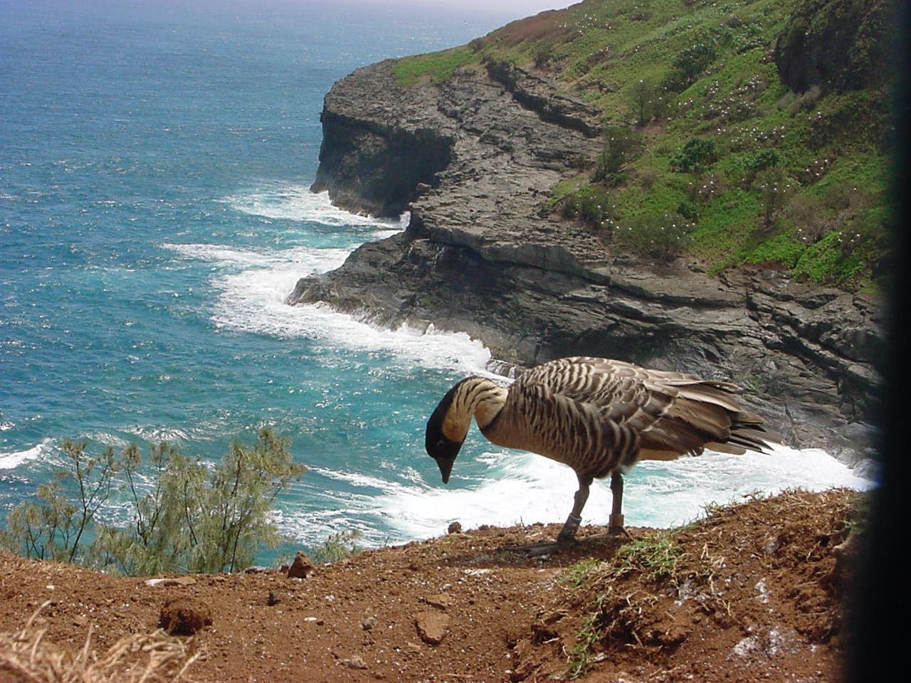 Hawaiian Goose Photo by Daliel Leite