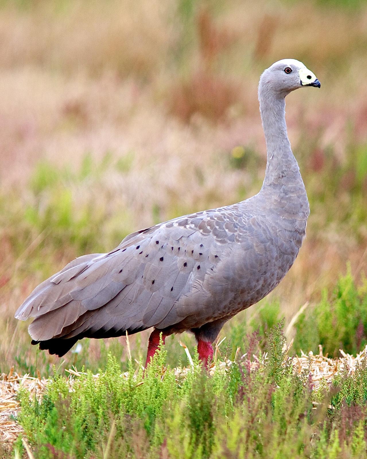 Cape Barren Goose Photo by Luke Shelley