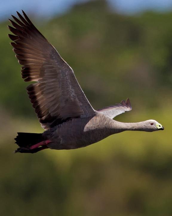Cape Barren Goose Photo by Mat Gilfedder