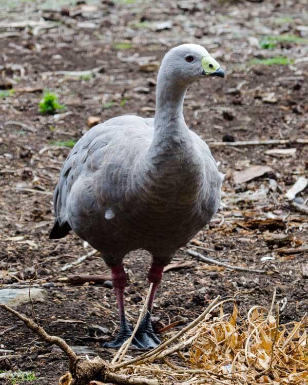 Cape Barren Goose Photo by Bob Hasenick