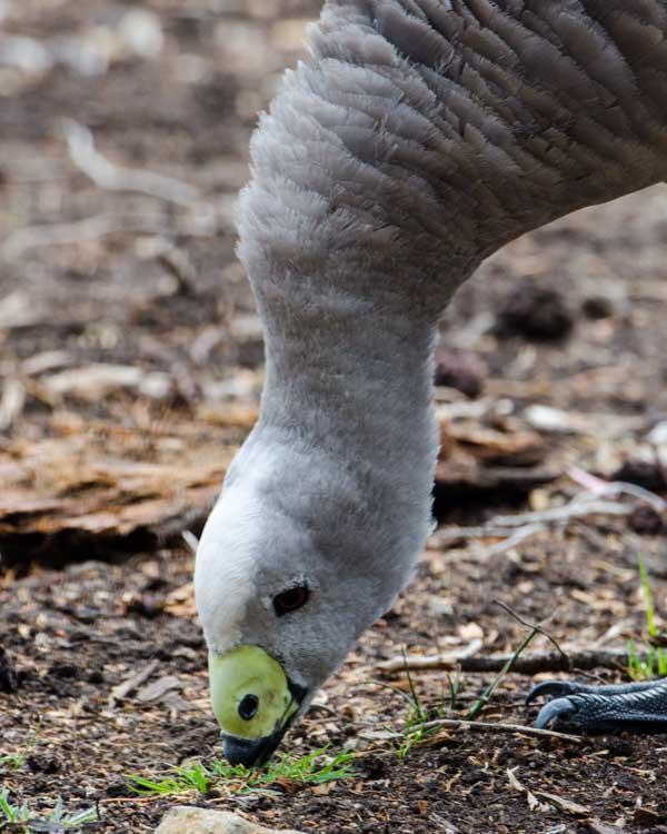Cape Barren Goose Photo by Bob Hasenick
