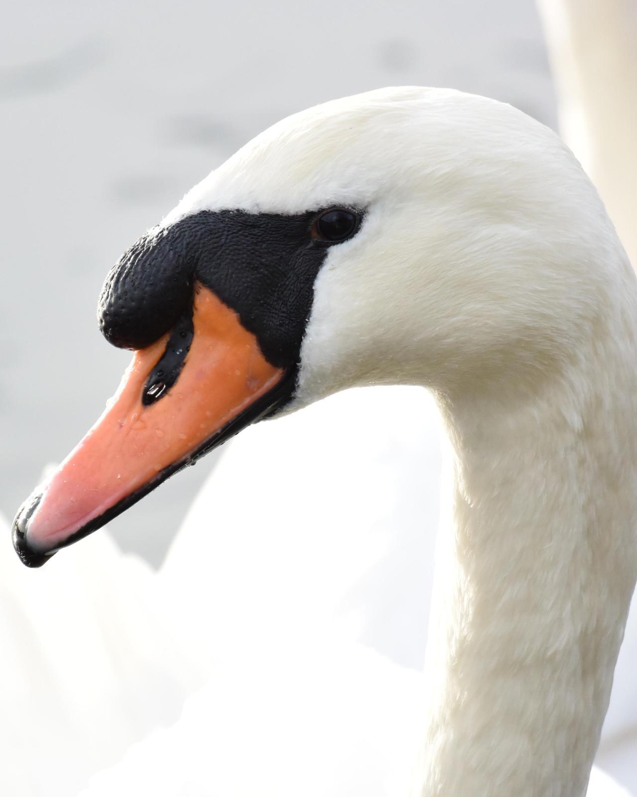 Mute Swan Photo by Steve Percival