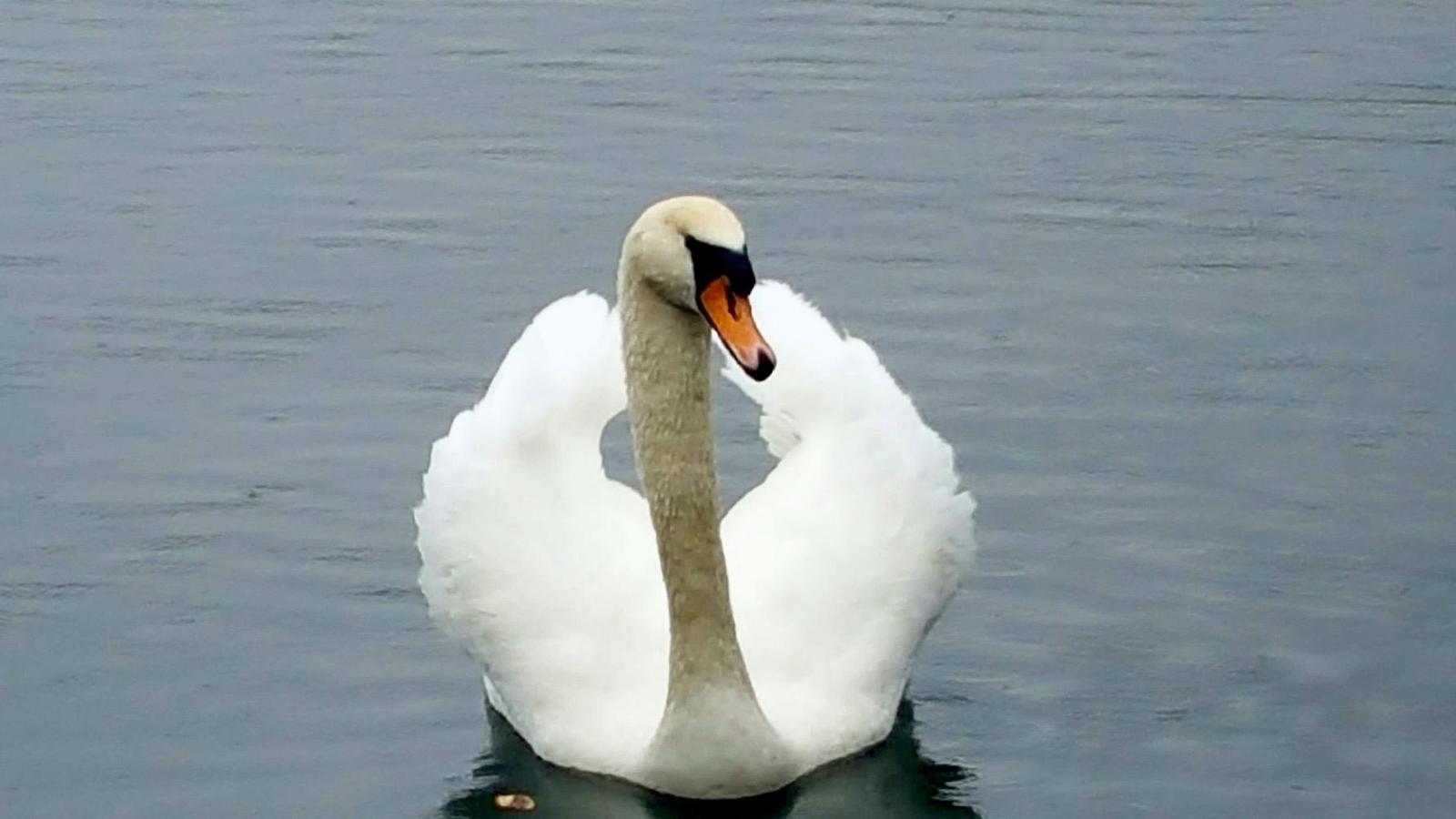 Mute Swan Photo by Stephanie Rose