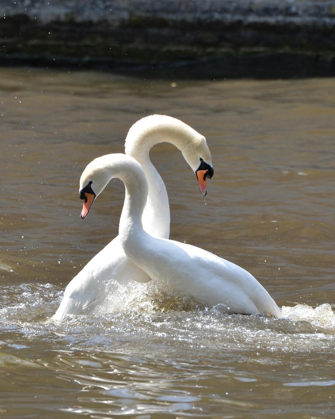 Mute Swan Photo by Gerald Friesen